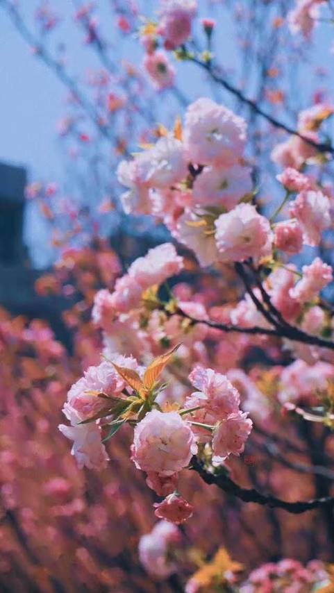 樱花.jpg